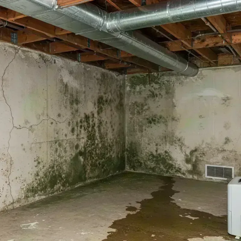 Professional Mold Removal in Nederland, CO